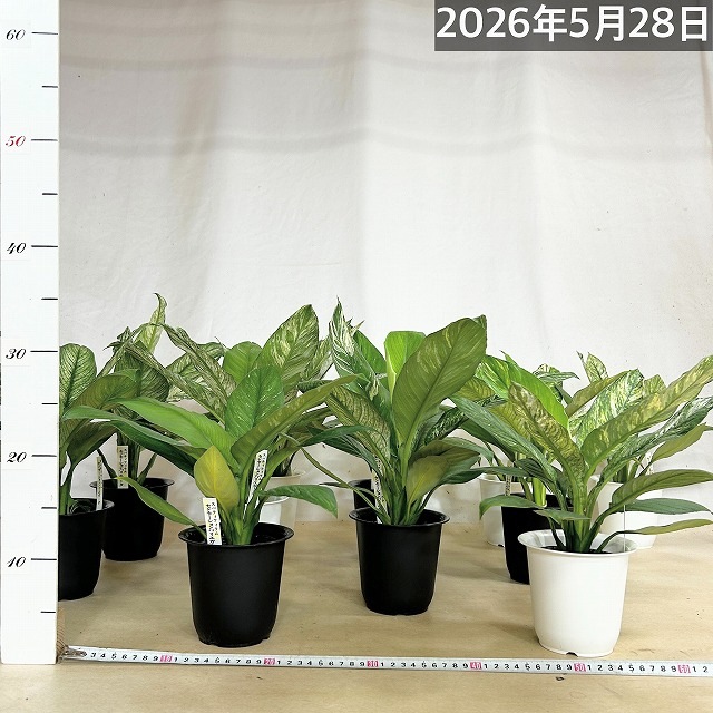 斑入りスパティフィラム センセーション バリエガータ 4号鉢(個体