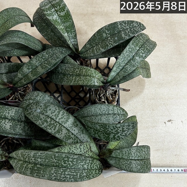 コチョウラン シレリアナ(原種系斑入葉胡蝶蘭) 3号 ※花なし｜芳樹園