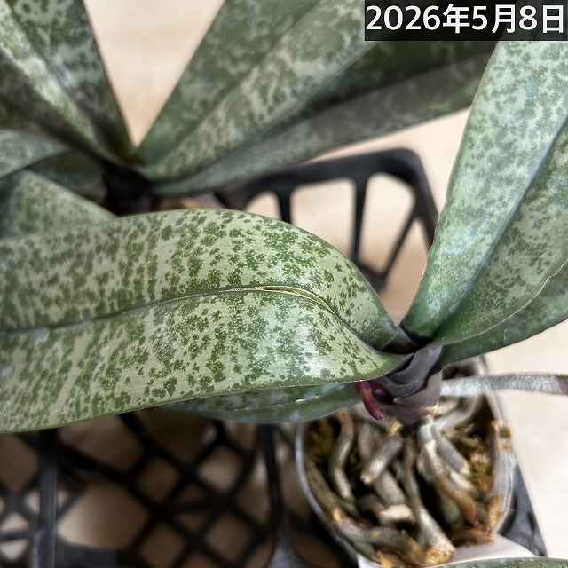 板付け 原種胡蝶蘭 シレリアナ シルバーリーフ Phal 洋蘭 板付け 原種胡蝶蘭 シレリアナ シルバーリーフ Phal 洋蘭 - メルカリ