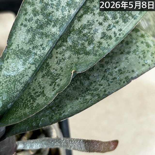 板付け 原種胡蝶蘭 シレリアナ シルバーリーフ Phal 洋蘭 板付け 原種胡蝶蘭 シレリアナ シルバーリーフ Phal 洋蘭 板付け 原種