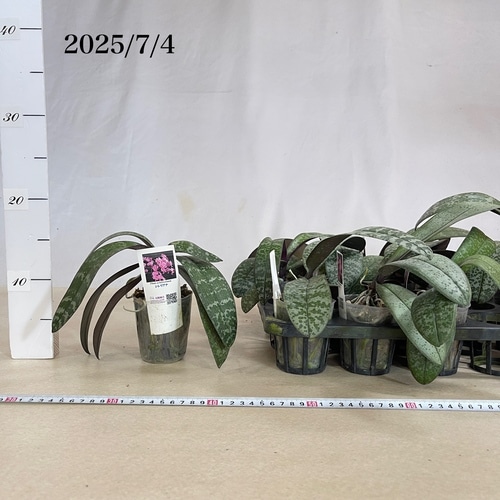 コチョウラン シレリアナ(原種系斑入葉胡蝶蘭) 3号 ※花なし｜芳樹園