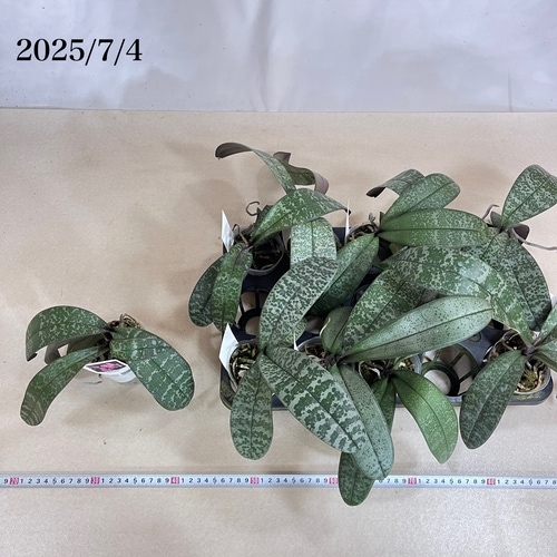 コチョウラン シレリアナ(原種系斑入葉胡蝶蘭) 3号 ※花なし｜芳樹園