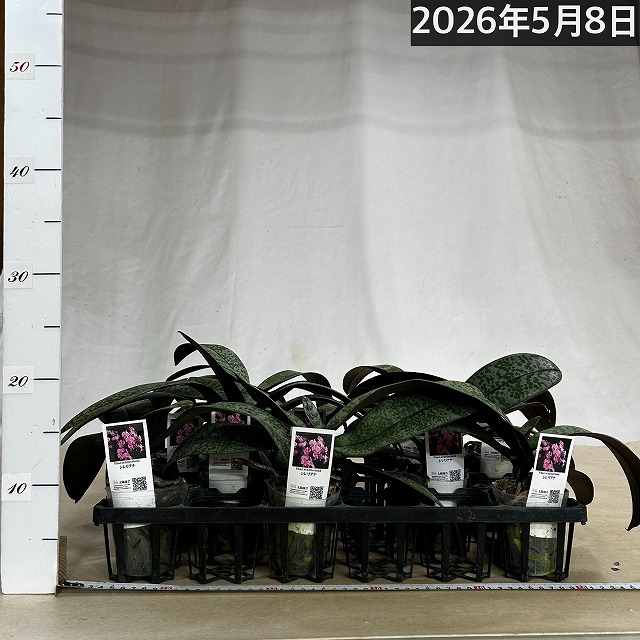 コチョウラン シレリアナ(原種系斑入葉胡蝶蘭) 3号 ※花なし｜芳樹園