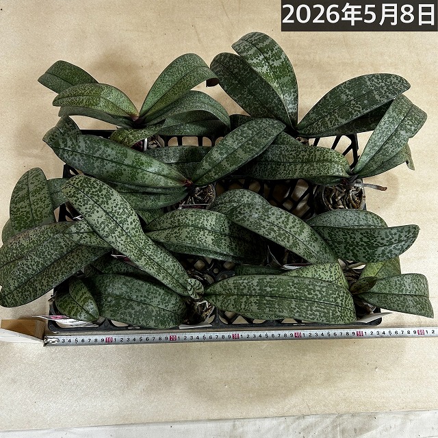 コチョウラン シレリアナ(原種系斑入葉胡蝶蘭) 3号 ※花なし｜芳樹園