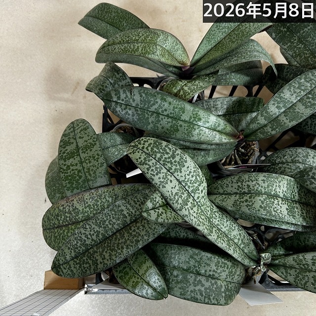 コチョウラン シレリアナ(原種系斑入葉胡蝶蘭) 3号 ※花なし｜芳樹園