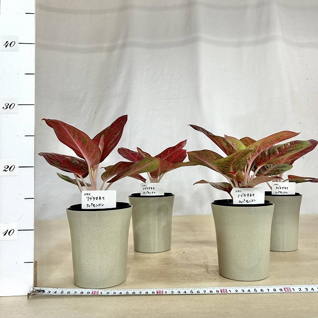アグラオネマ スパモンコン 4号鉢(個体おまかせ1鉢)｜芳樹園オンライン