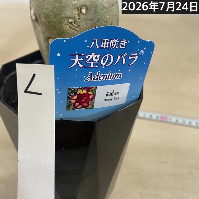 個体L】アデニウム オベスム 天空のバラ 4号鉢(現品)｜芳樹園