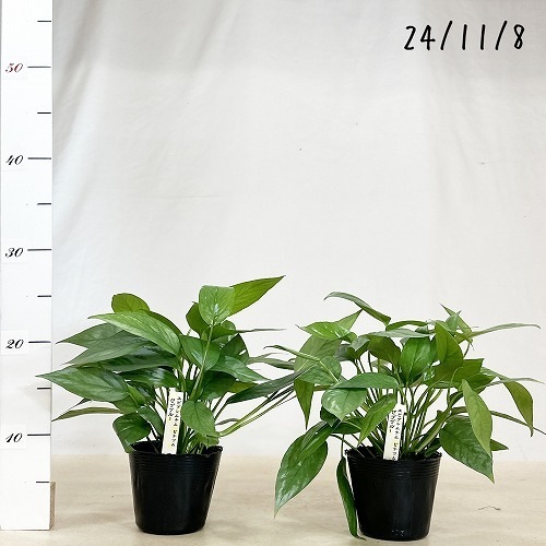 エピプレナム セブブルー 3.5号｜芳樹園オンラインショップ