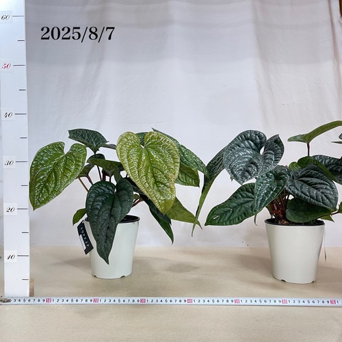 アンスリウム ハイブリッド(ルクリアンス × ラディカンス) 5号白鉢