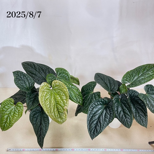 アンスリウム ハイブリッド(ルクリアンス × ラディカンス) 5号白鉢