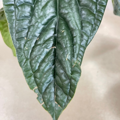 アンスリウム ハイブリッド(ルクリアンス × ラディカンス) 5号白鉢