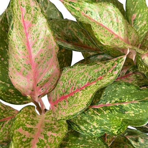 訳あり】【下葉無し】アグラオネマ フォーチュン 4.5号ポット(現品