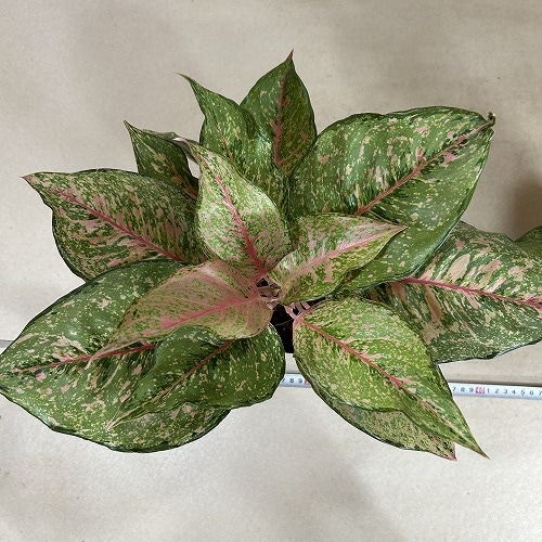 アグラオネマ　専用 アグラオネマ専用 培養土 Aglaonema potting soil exchange in 6