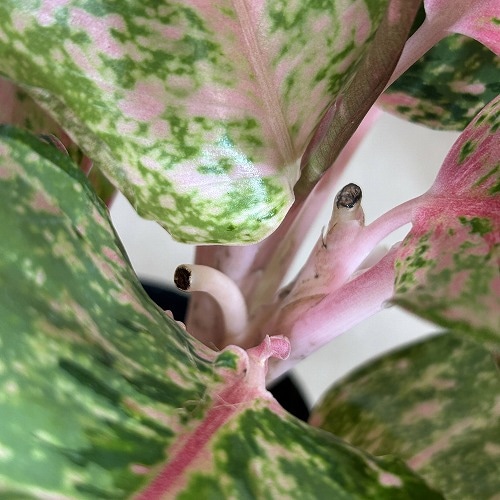 アグラオネマ　専用 アグラオネマ フォーチュン 4.5号ポット(個体おまかせ1鉢