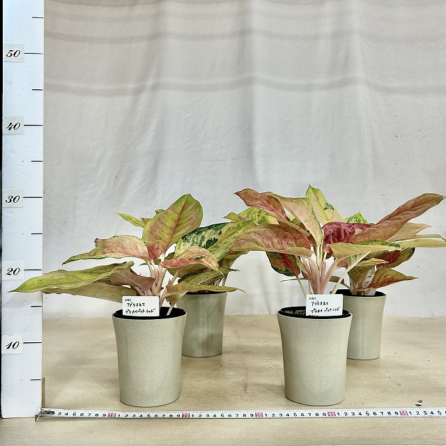 アグラオネマ プラカイペットレッド 4号鉢(個体おまかせ1鉢)｜芳樹園