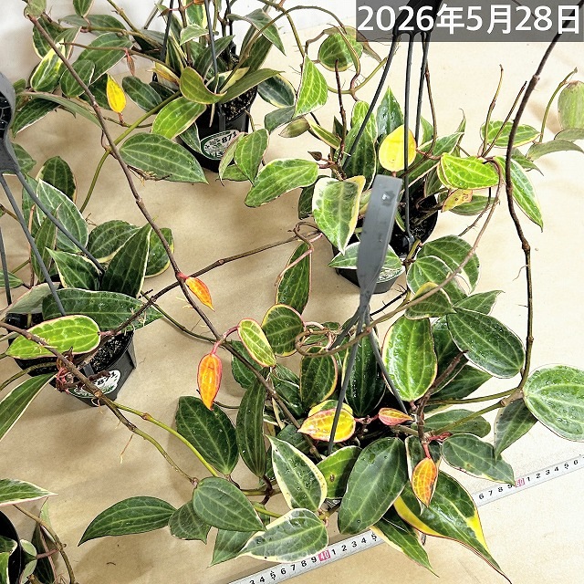 ホヤ ゴールデンマージン 4号吊り鉢(個体おまかせ1鉢)｜芳樹園