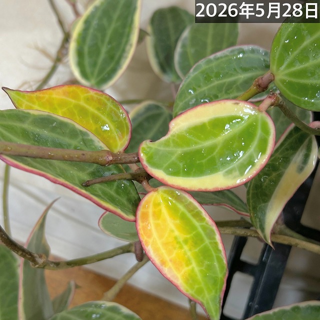 ホヤ ゴールデンマージン 4号吊り鉢(個体おまかせ1鉢)｜芳樹園