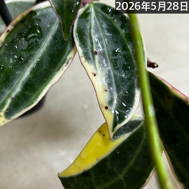ホヤ ゴールデンマージン 4号吊り鉢(個体おまかせ1鉢)｜芳樹園
