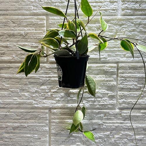 ホヤ ゴールデンマージン 4号吊り鉢(個体おまかせ1鉢)｜芳樹園