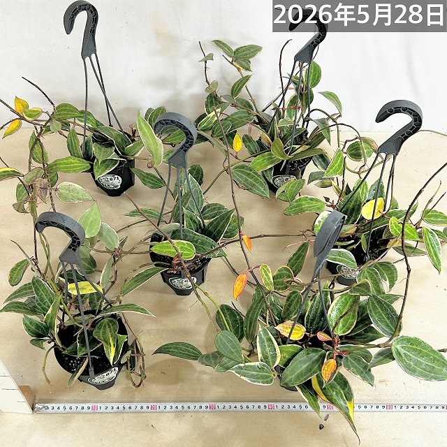 ホヤ ゴールデンマージン 4号吊り鉢(個体おまかせ1鉢)｜芳樹園