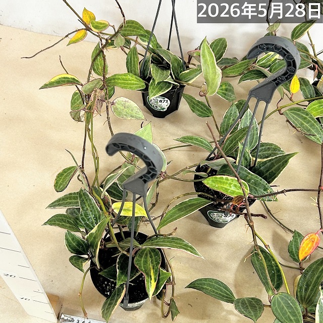 ホヤ ゴールデンマージン 4号吊り鉢(個体おまかせ1鉢)｜芳樹園