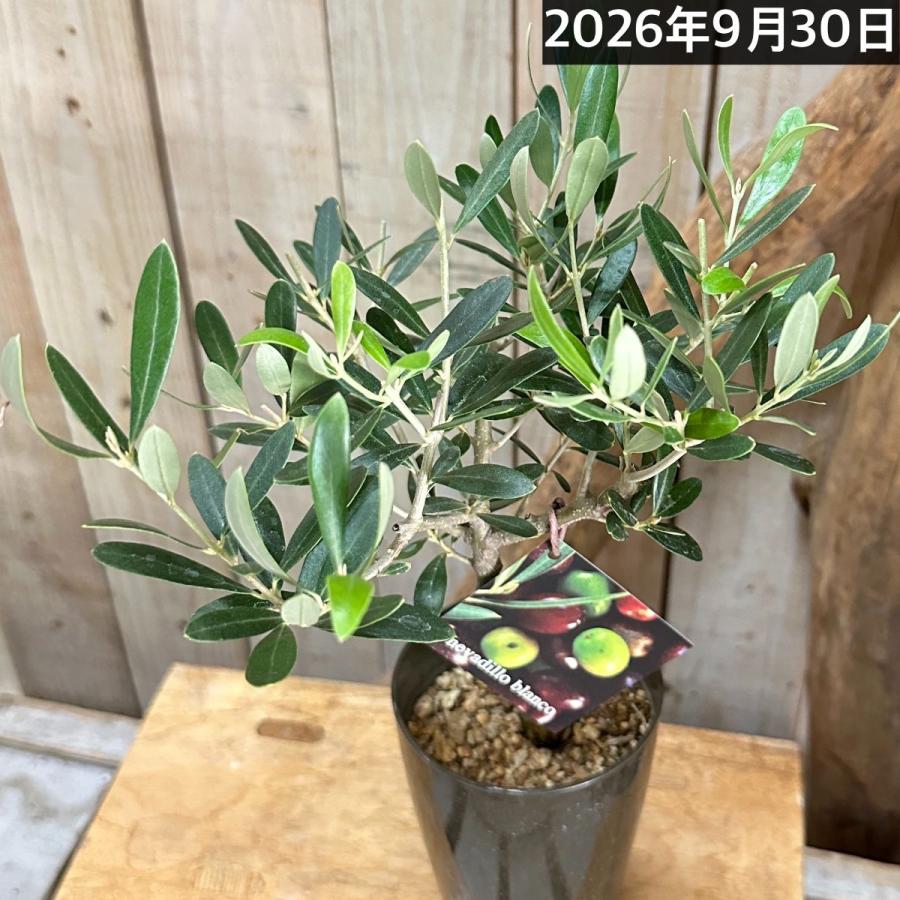 オリーブ ネバディロブランコ 3号ロング鉢(個体おまかせ1鉢)｜株式会社