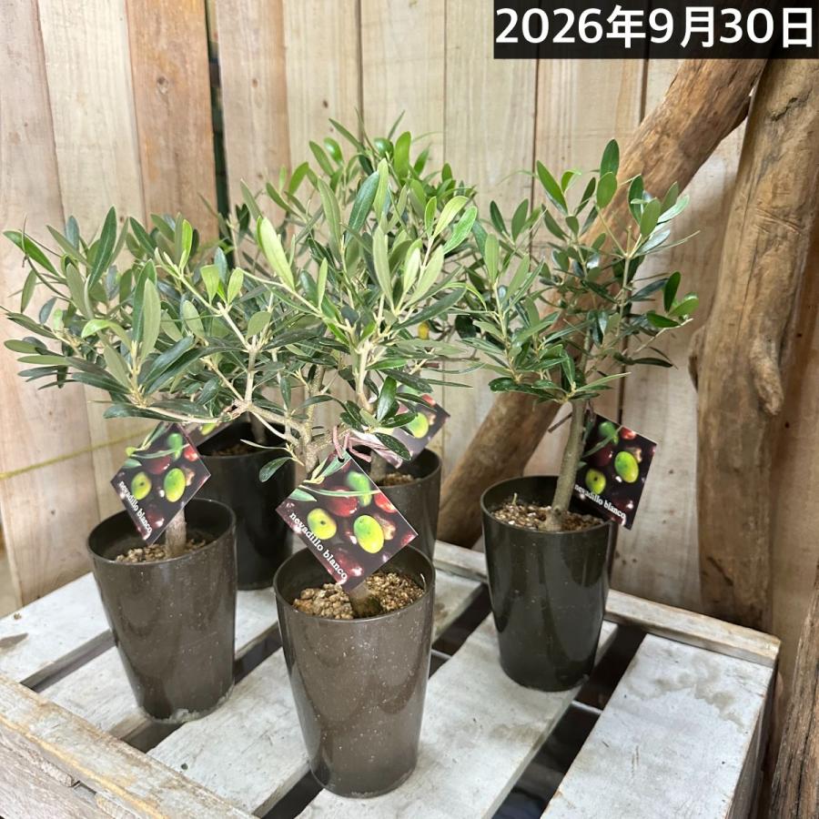 オリーブ ネバディロブランコ 3号ロング鉢(個体おまかせ1鉢)｜株式会社