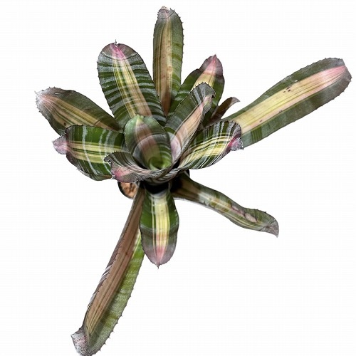 エクメア　ロベルトメネスカル エクメア ロベルト メネスカル | ソレトナ植物店