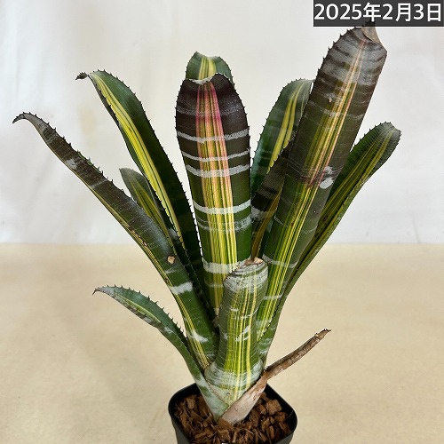 Aechmea RobertoMenescal エクメア ロベルトメネスカル fit=scale-down,w=1200