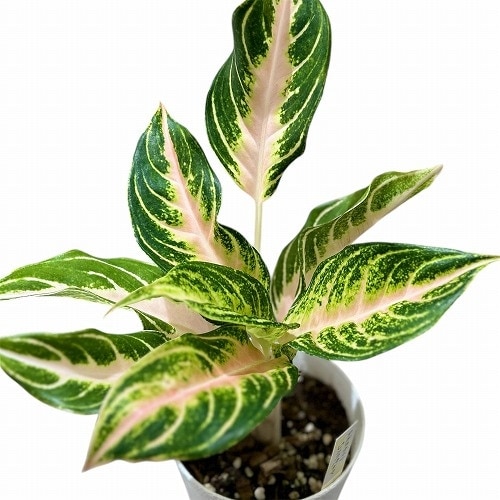 アグラオネマ ピンクパナマ 4号白鉢ロング｜芳樹園オンラインショップ