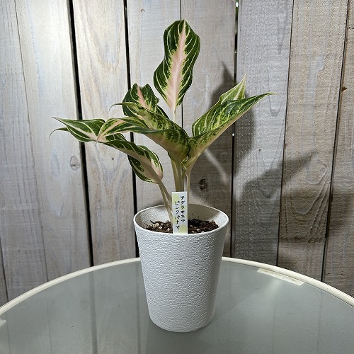 アグラオネマ　白蛇系 Aglaonema pictum argentum '白蛇もどき' (H Selected)