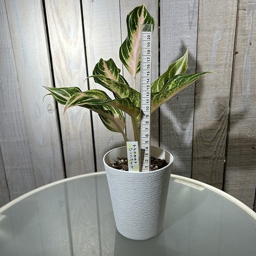 アグラオネマ ピンクパナマ 4号白鉢ロング｜芳樹園オンラインショップ