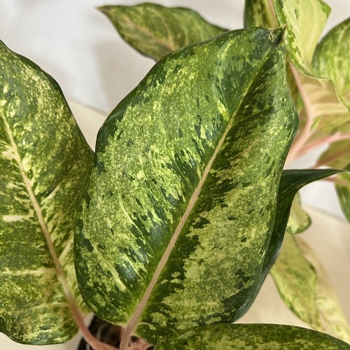 アグラオネマ フローズン 4.5号ポット(個体おまかせ1鉢)｜芳樹園