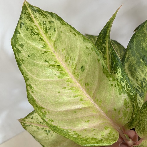 アグラオネマ フローズン 4.5号ポット(個体おまかせ1鉢)｜芳樹園