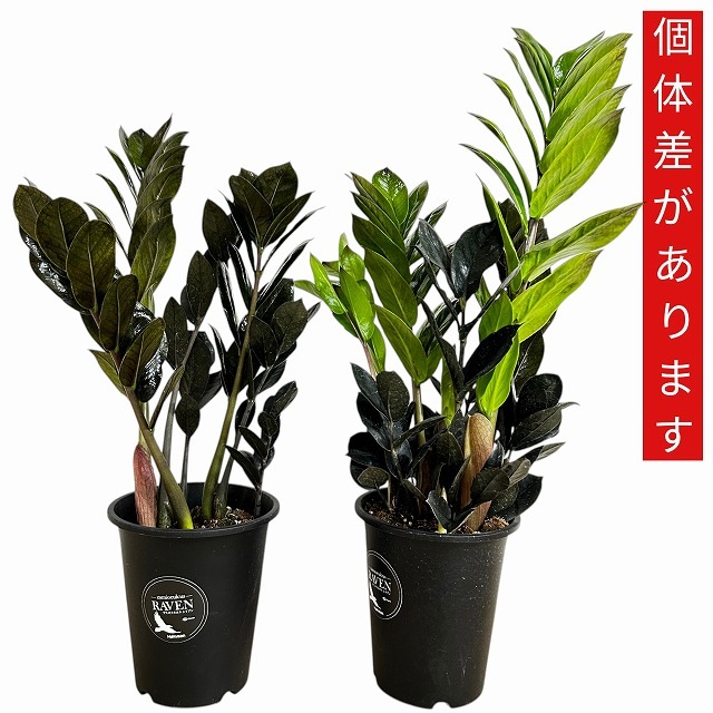 黒葉ザミオクルカス レイヴン 4号ロング鉢(個体おまかせ1鉢)｜芳樹園
