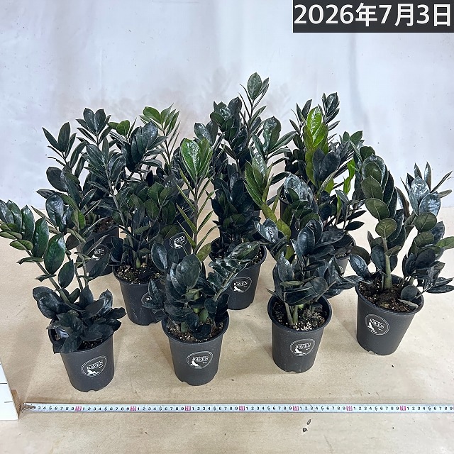 黒葉ザミオクルカス レイヴン 4号ロング鉢(個体おまかせ1鉢)｜芳樹園