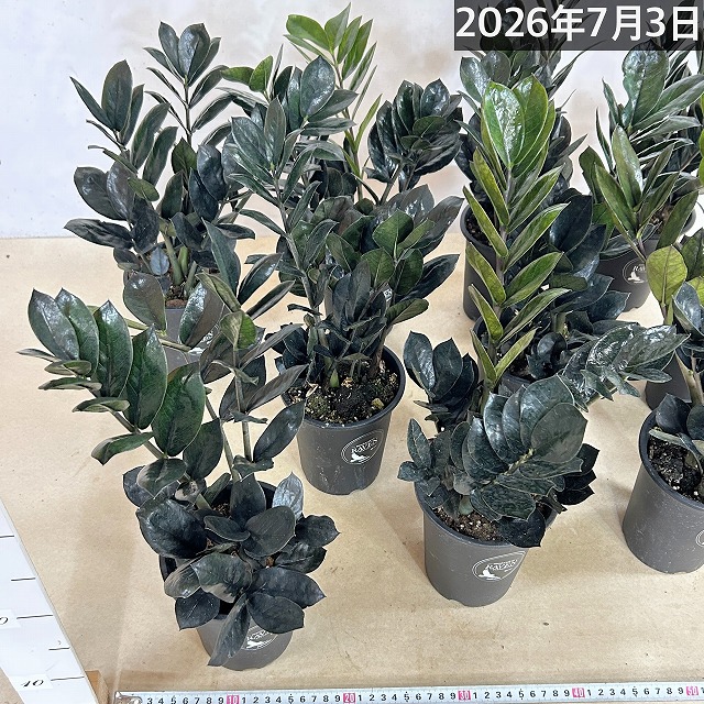黒葉ザミオクルカス レイヴン 4号ロング鉢(個体おまかせ1鉢)｜芳樹園