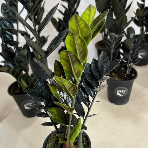 黒葉ザミオクルカス レイヴン 4号ロング鉢(個体おまかせ1鉢)｜芳樹園