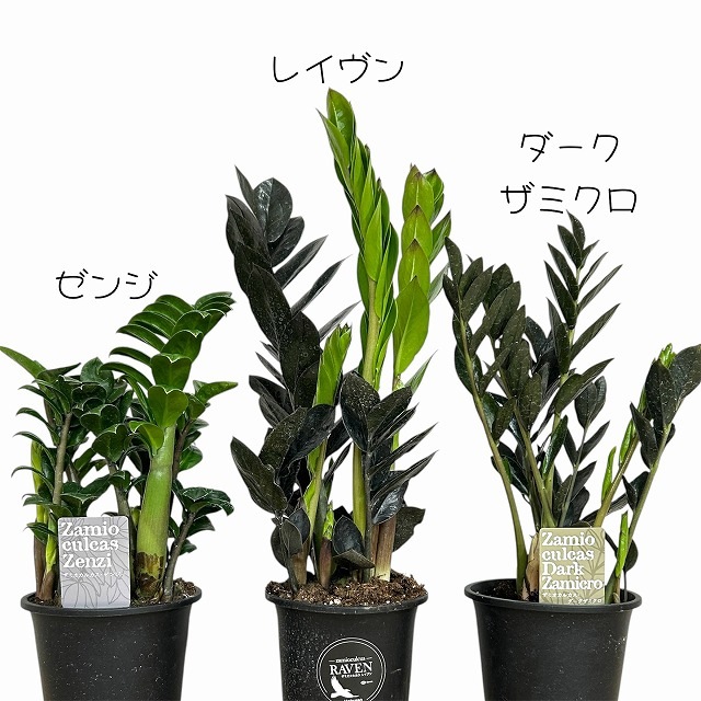 黒葉ザミオクルカス レイヴン 4号ロング鉢(個体おまかせ1鉢)｜芳樹園