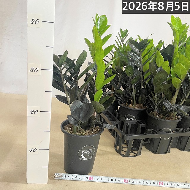 黒葉ザミオクルカス レイヴン 4号ロング鉢(個体おまかせ1鉢)｜芳樹園