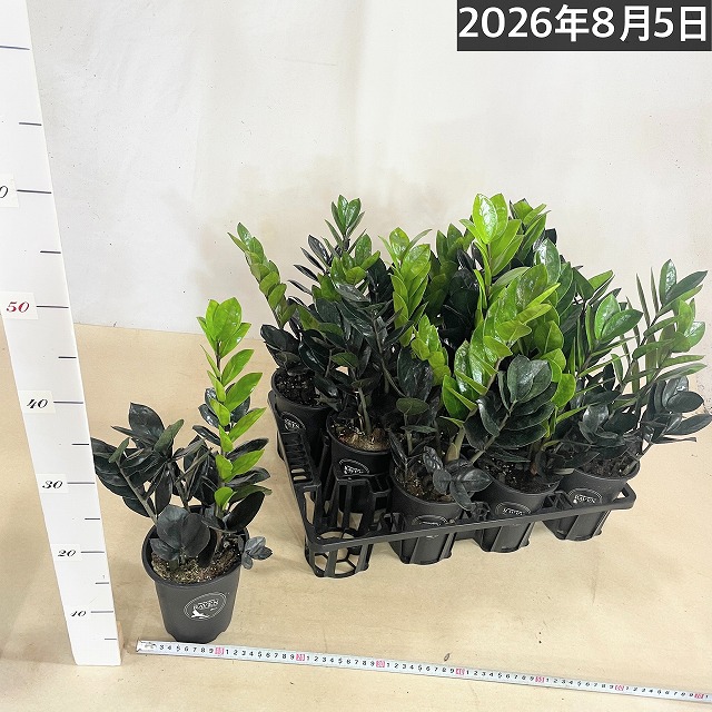 黒葉ザミオクルカス レイヴン 4号ロング鉢(個体おまかせ1鉢)｜芳樹園