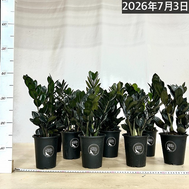 黒葉ザミオクルカス レイヴン 4号ロング鉢(個体おまかせ1鉢)｜芳樹園