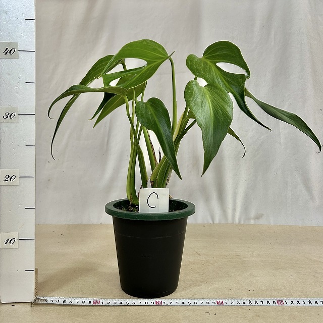 モンステラ バールマルクスフレーム 成長株 5号鉢(現品)｜芳樹園