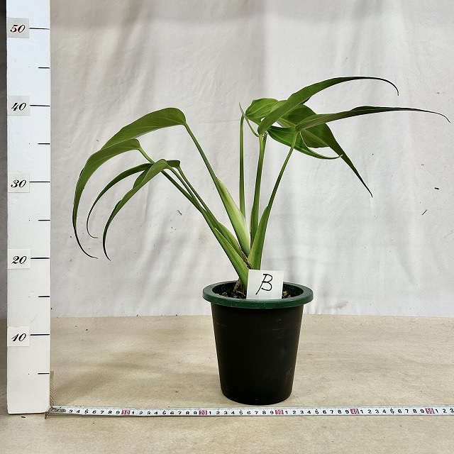 モンステラ バールマルクスフレーム 成長株 5号鉢(現品)｜芳樹園