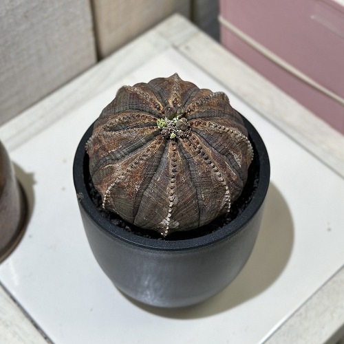 ユーホルビア オベサ(オールドタイプ) 3.5号 (現品)｜芳樹園オンライン