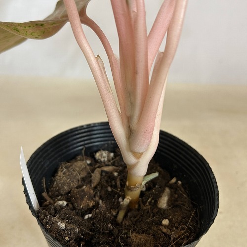 アグラオネマ オレンジゴールドスター 4.5号ポット 個体A(現品