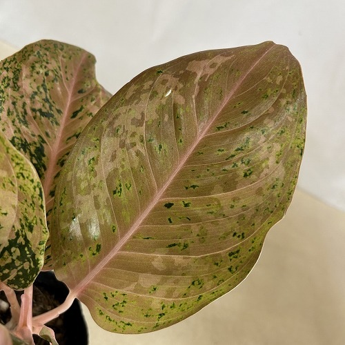 アグラオネマ オレンジゴールドスター 4.5号ポット 個体A(現品