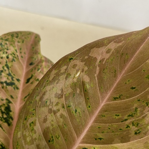 アグラオネマ 2026 Kawasaki NINJA ZX-6R ABS - Specs, Price | New Motorcycles for