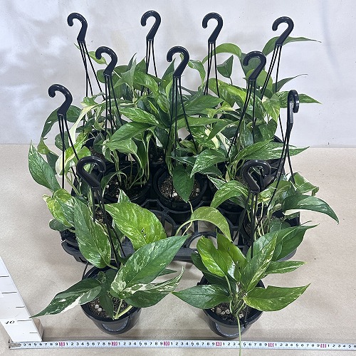 ラフィドフォラ ピナタ(斑入り) 4号吊り鉢(個体おまかせ1鉢)｜芳樹園