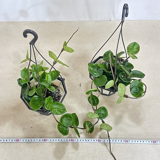 ホヤ カルノーサ アモーレ 5号吊り鉢(個体おまかせ1鉢)｜芳樹園